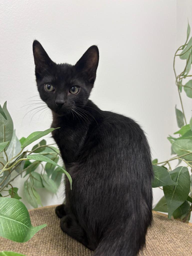 Enlarge Ryan, a Adoptable mixed breed in Findlay, OH image 1/1