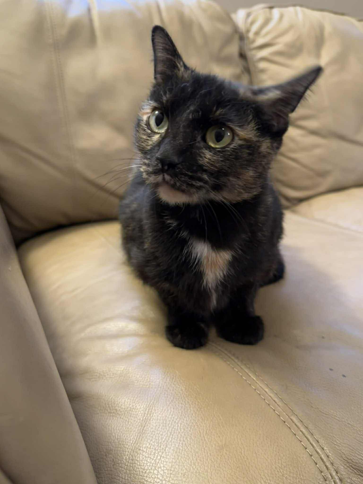 Enlarge Tabby, a Adoptable Domestic Short Hair in Elkins, WV image 1/3