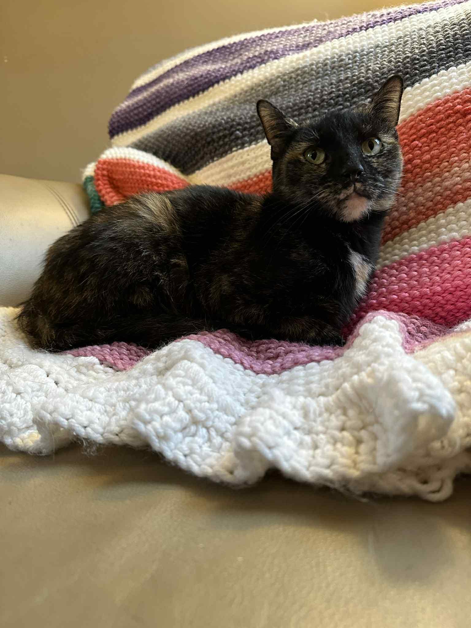 Enlarge Tabby, a Adoptable Domestic Short Hair in Elkins, WV image 2/3