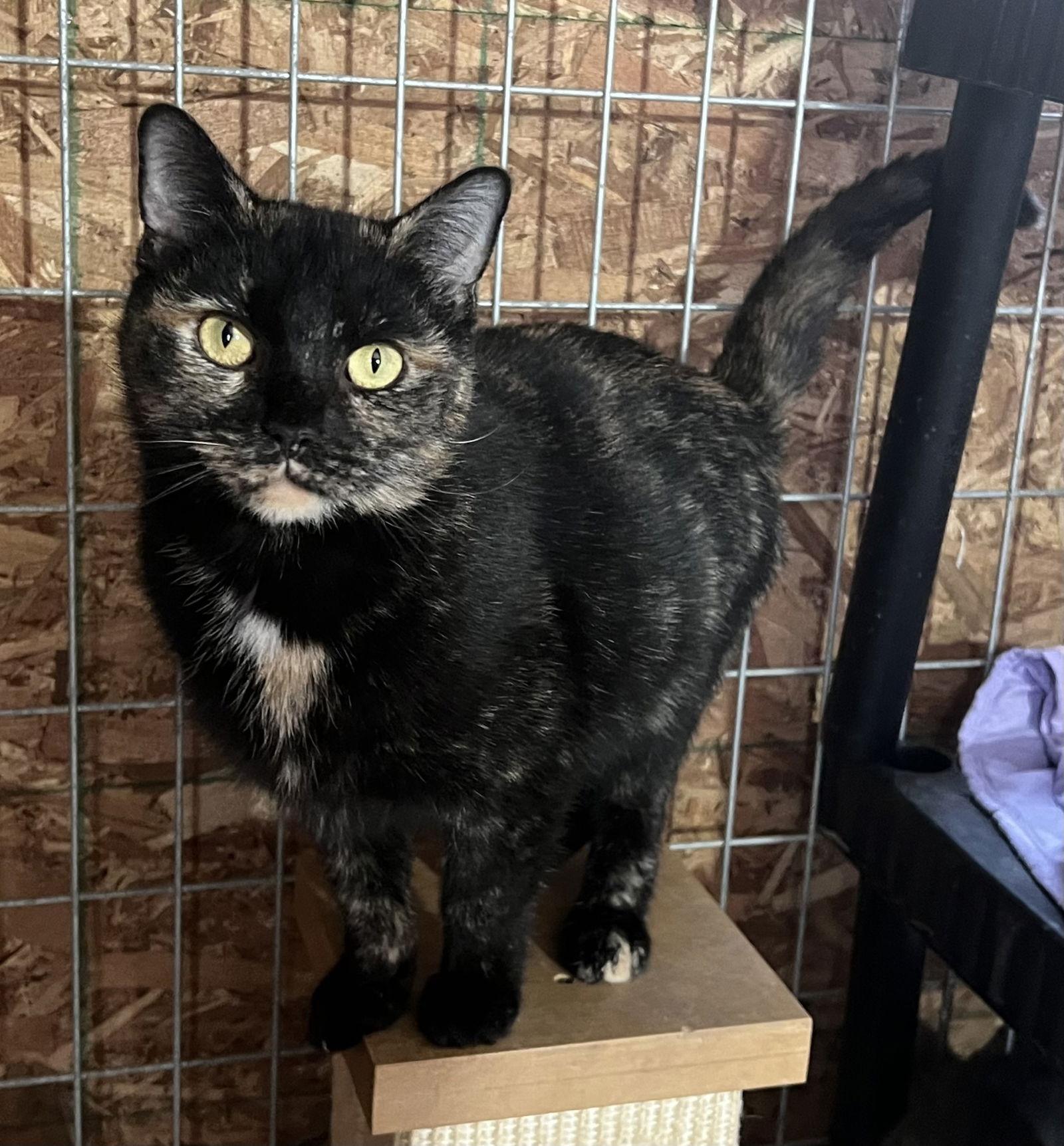 Enlarge Tabby, a Adoptable Domestic Short Hair in Elkins, WV image 3/3