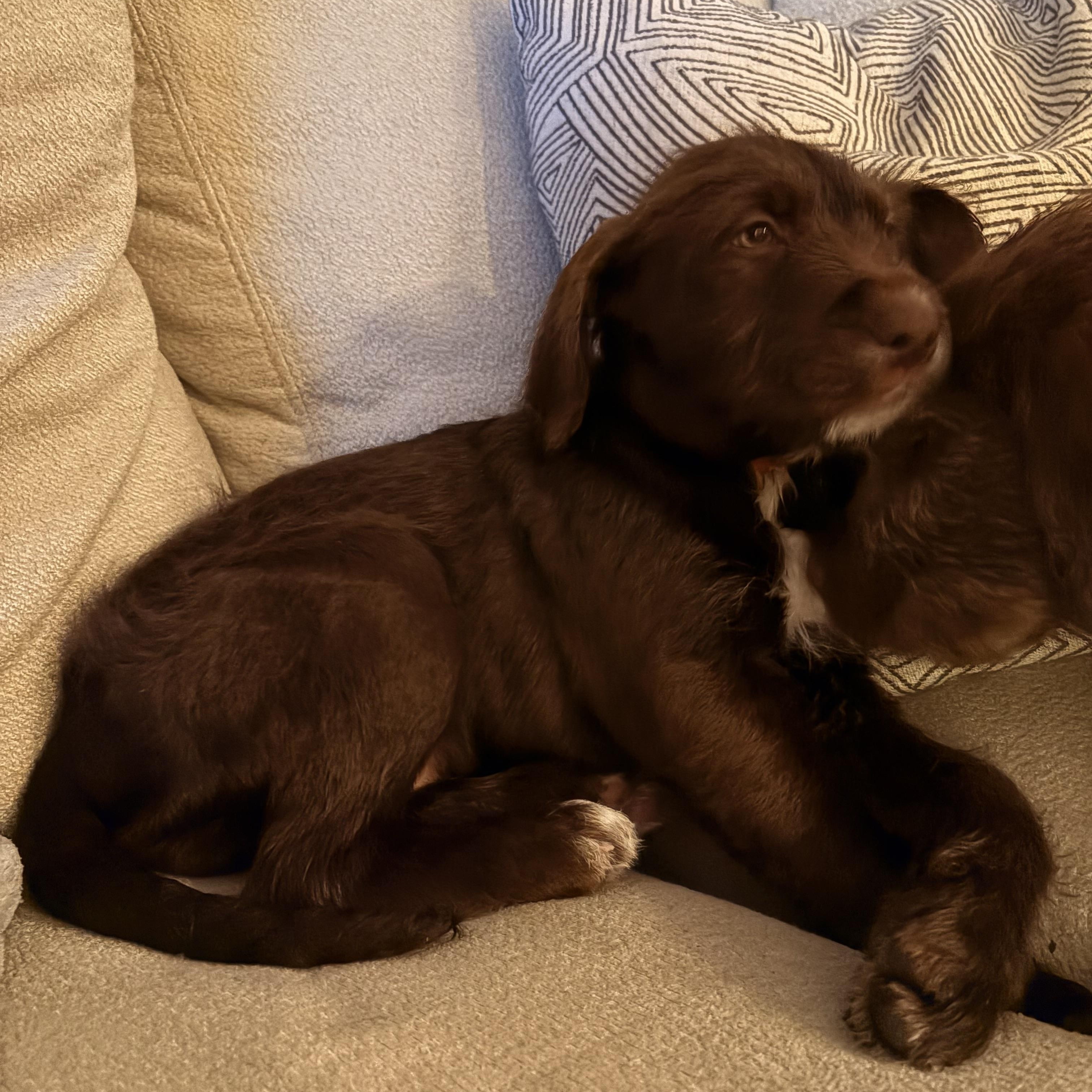 Enlarge Malu, an adopted mixed breed in Hillsdale, NY image 3/4