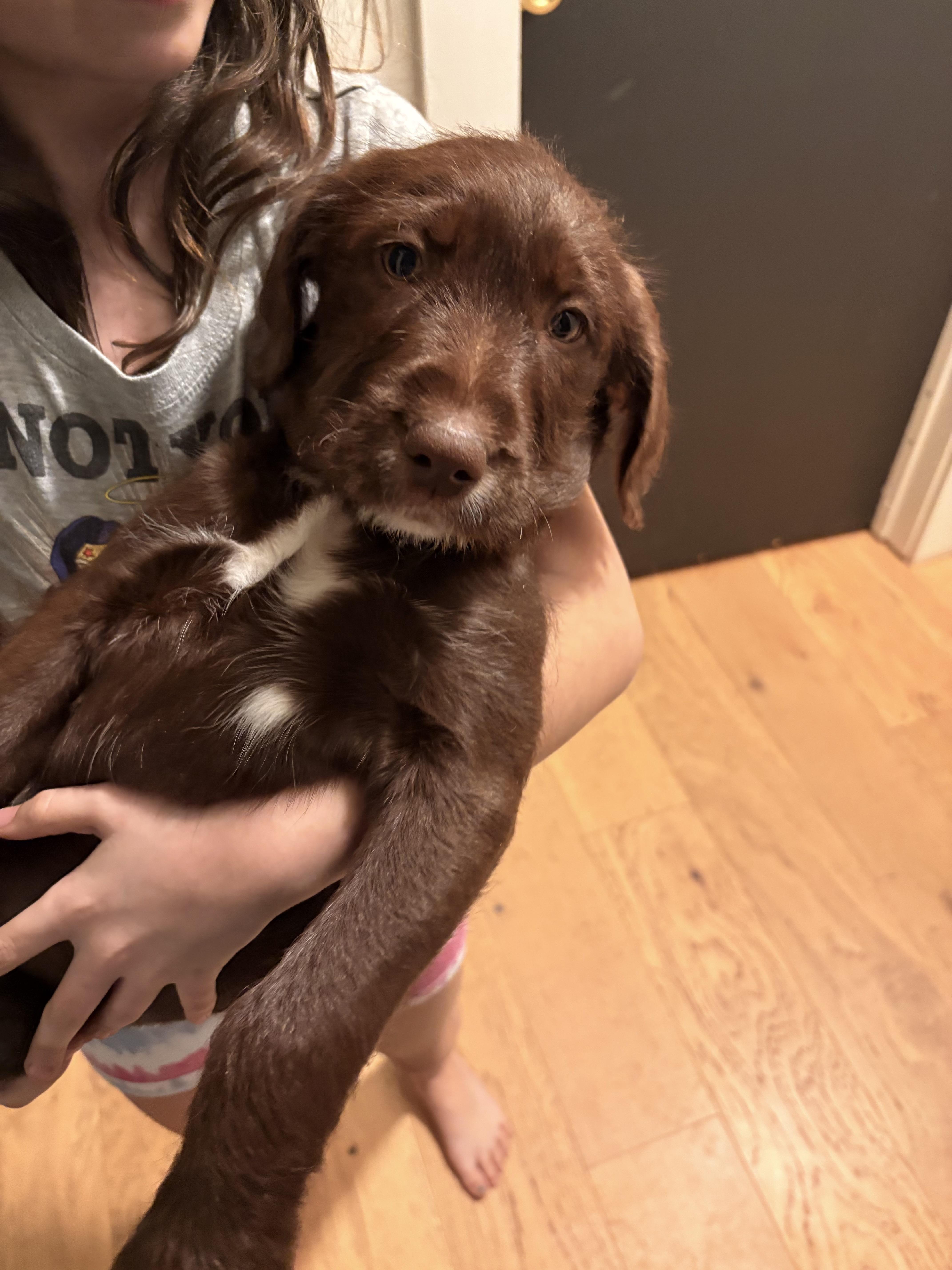 Malu, adopted, Puppy Female Labradoodle.