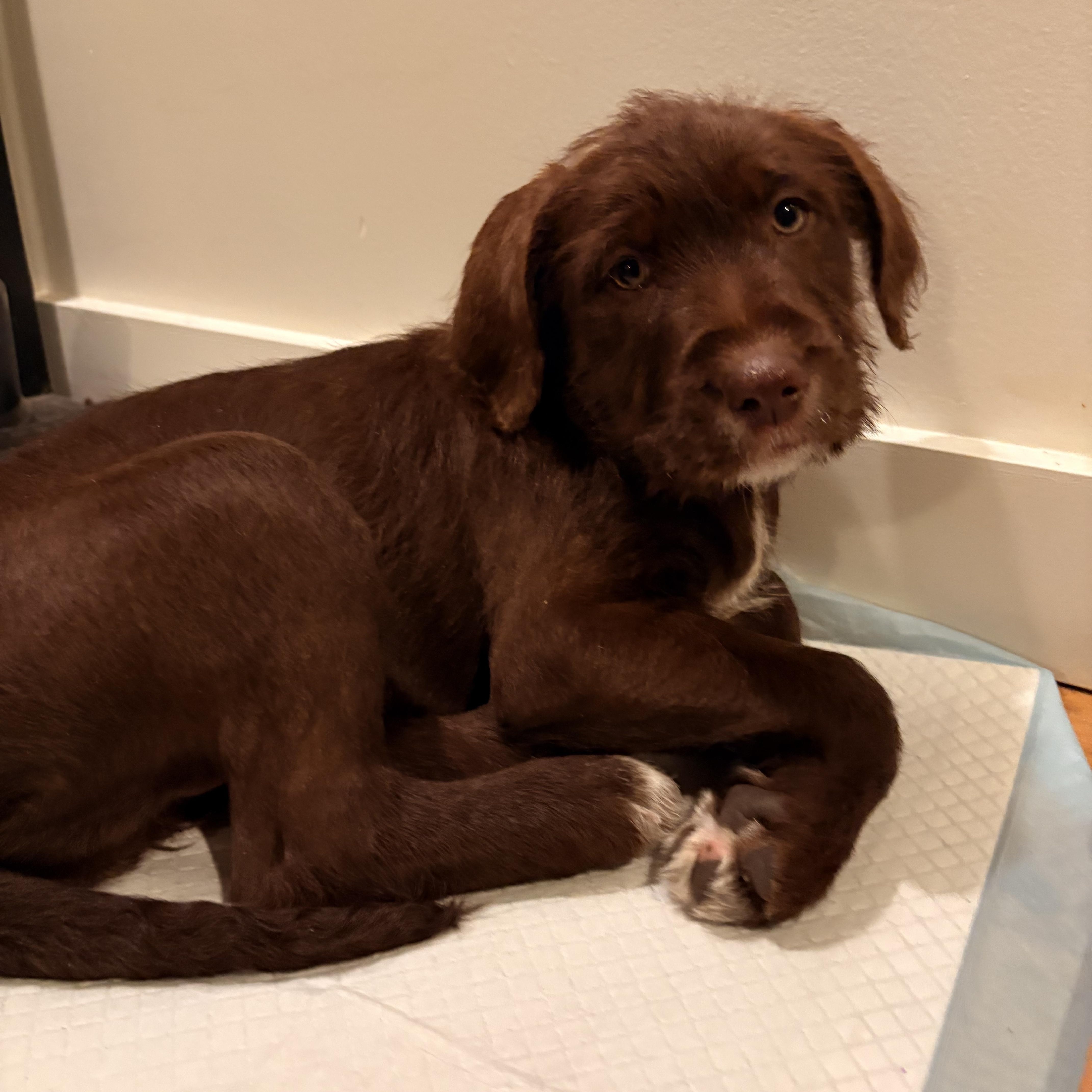 Enlarge Malu, an adopted mixed breed in Hillsdale, NY image 4/4