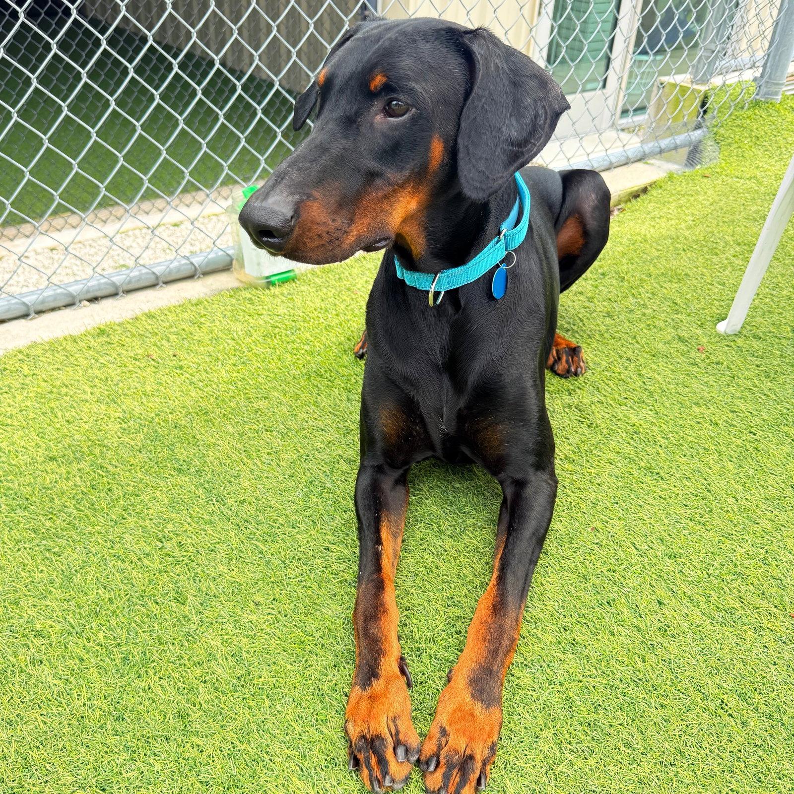 Champion 3610, a Adopted Doberman Pinscher in Oakland Park, FL image 1/3