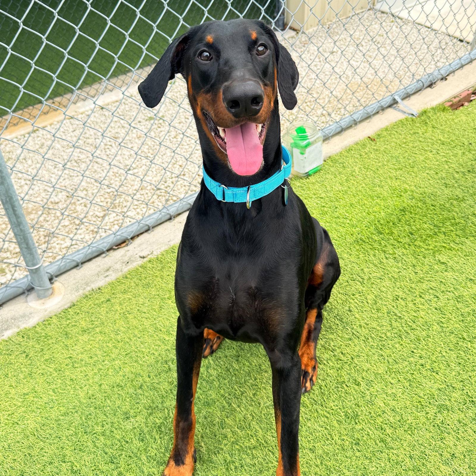 Champion 3610, a Adopted Doberman Pinscher in Oakland Park, FL image 2/3