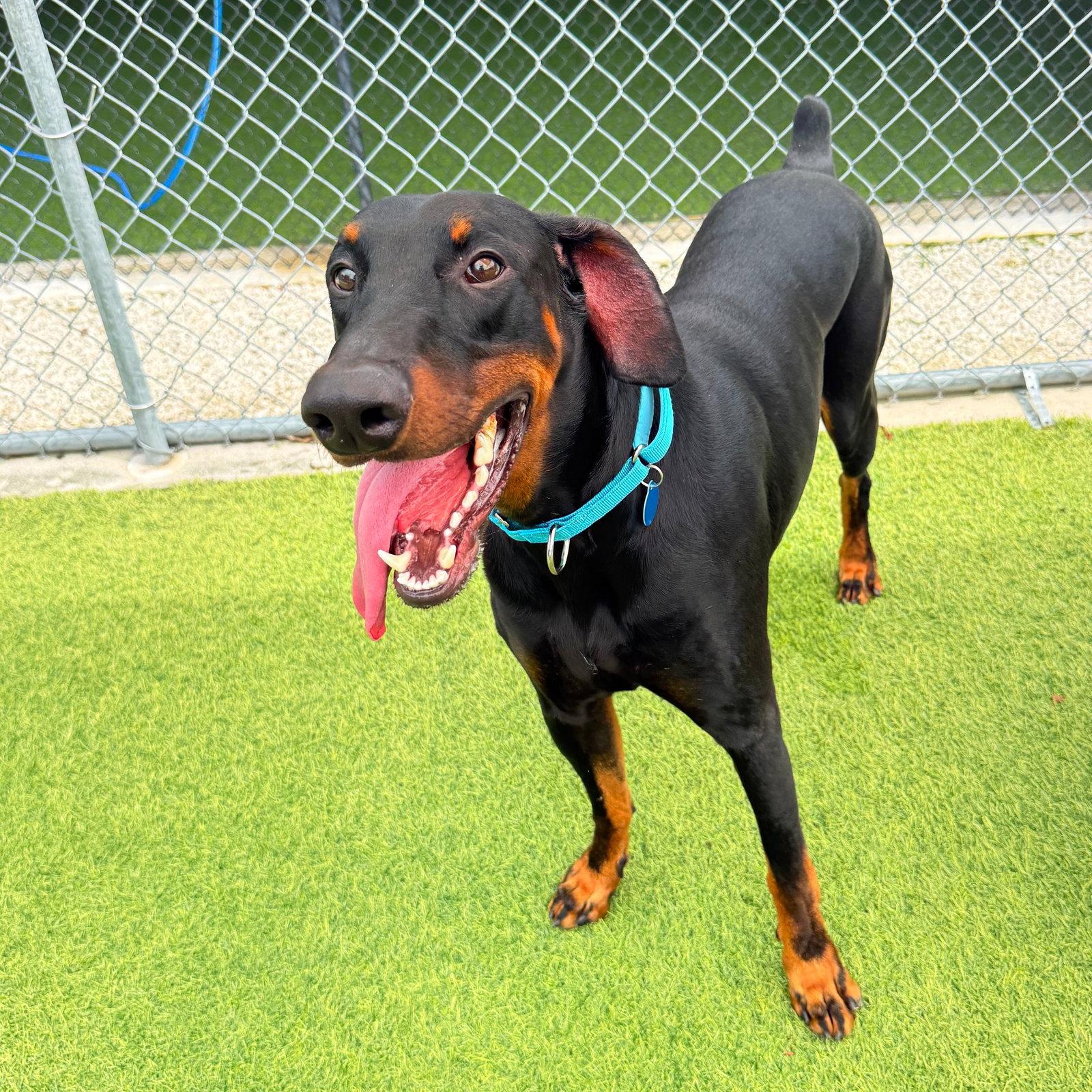 Champion 3610, a Adopted Doberman Pinscher in Oakland Park, FL image 3/3