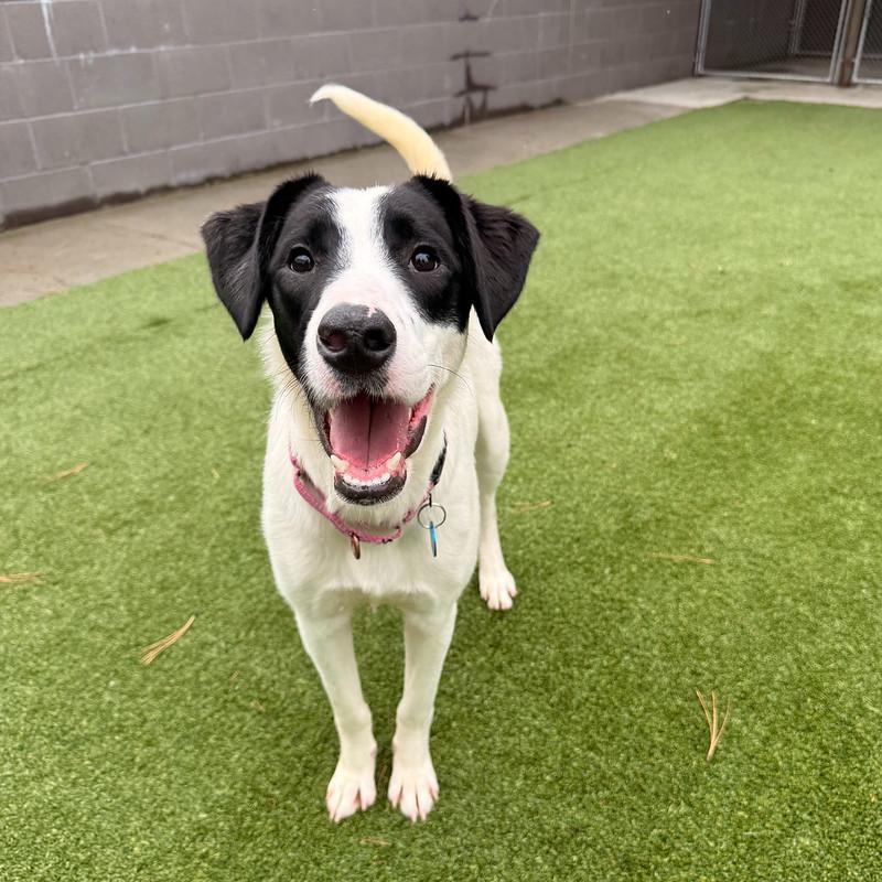 Baby , a ADOPTABLE mixed breed in Truckee, CA image 1/3