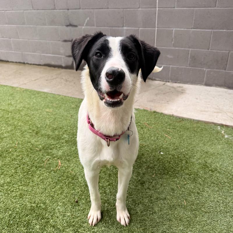 Baby , a ADOPTABLE mixed breed in Truckee, CA image 3/3