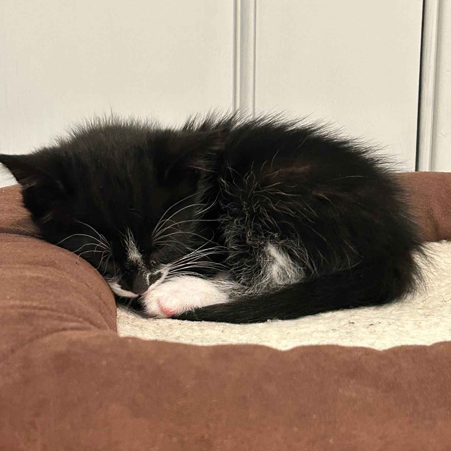 Enlarge Ophelia, an adopted mixed breed in Bolingbrook, IL image 2/3