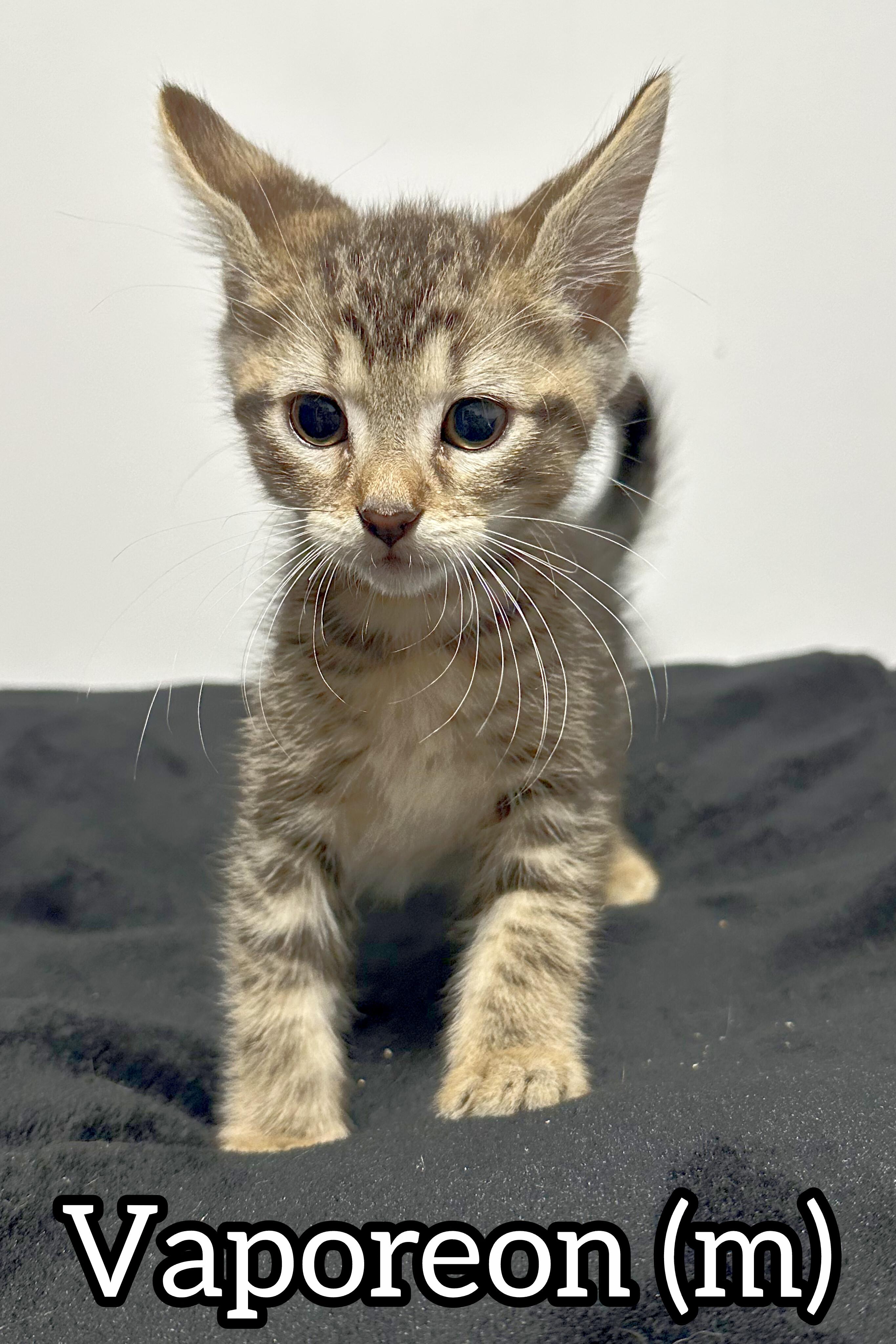 Enlarge Pre-Adoption: Vaporeon, a Adoptable Domestic Short Hair in Chilliwack, BC image 1/1