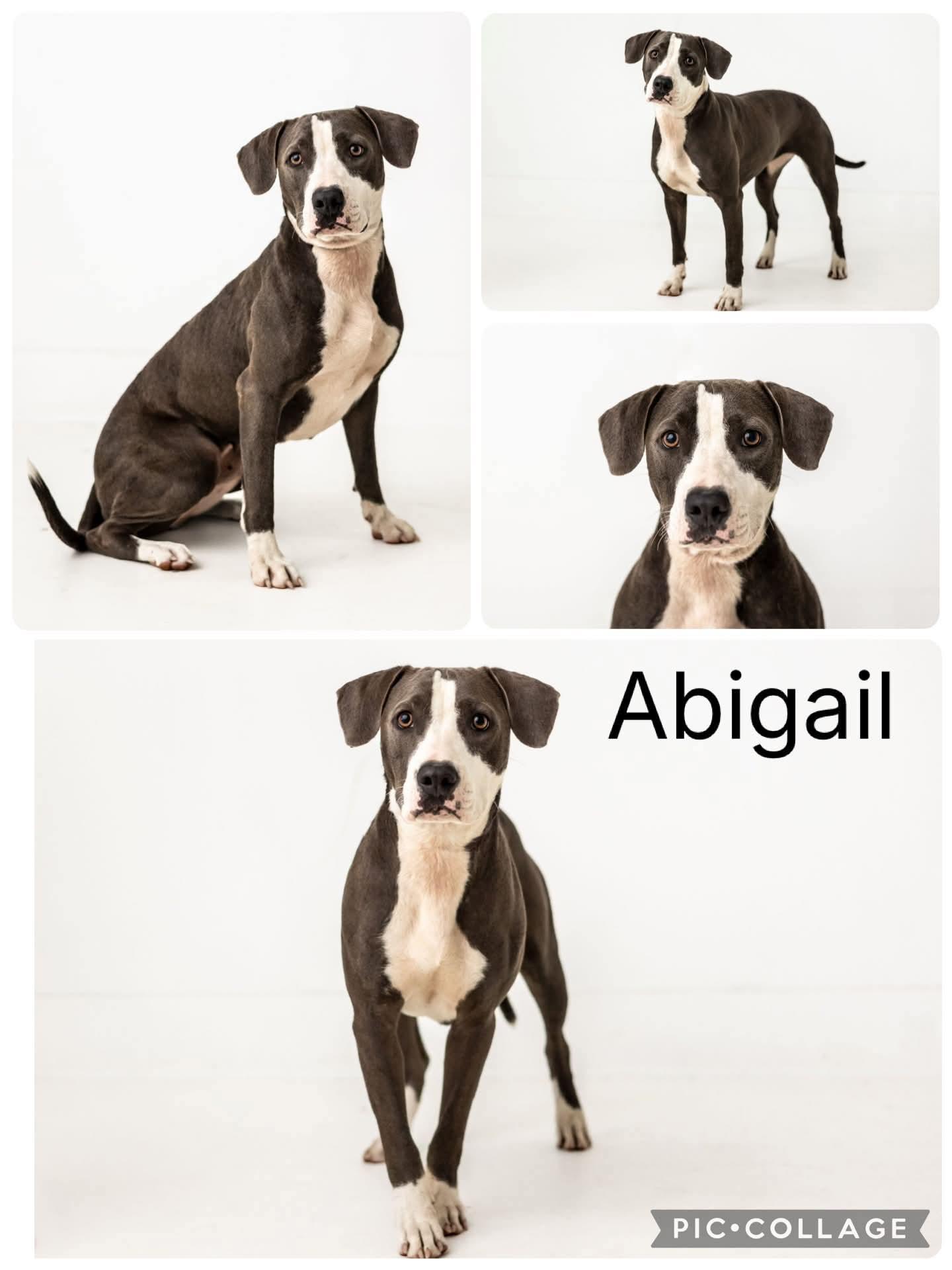 Enlarge Abigail, a ADOPTABLE German Shorthaired Pointer in Enterprise, AL image 1/1