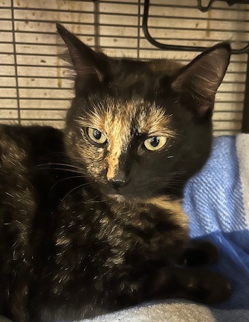 Enlarge Tonya, a Adoptable Tortoiseshell in Porter, TX image 1/1
