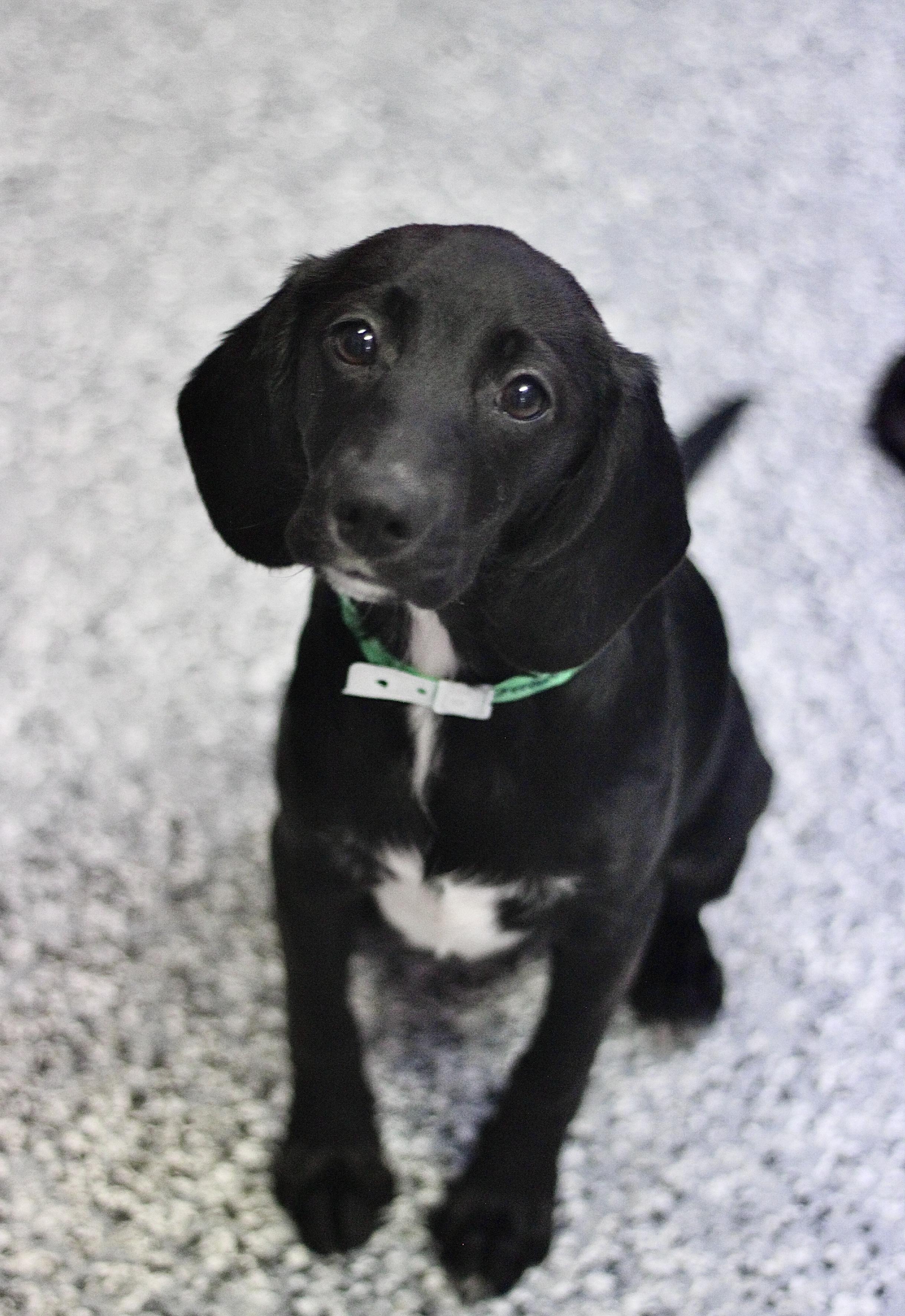 Ombre in NH! Come Meet our Adoptable Dogs Wednesday-Saturday. More info in Bio!