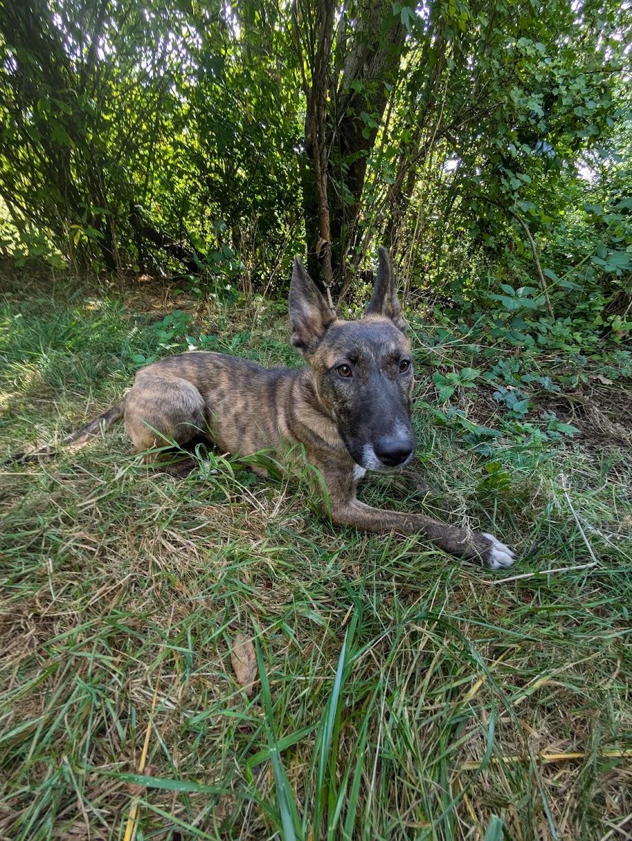 Lucy, an adoptable Dutch Shepherd in Tigard, OR, 97223 | Photo Image 1