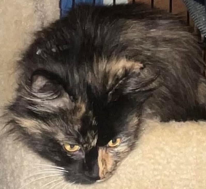 Enlarge Isabel, a ADOPTABLE Tortoiseshell in San Antonio, TX image 1/1