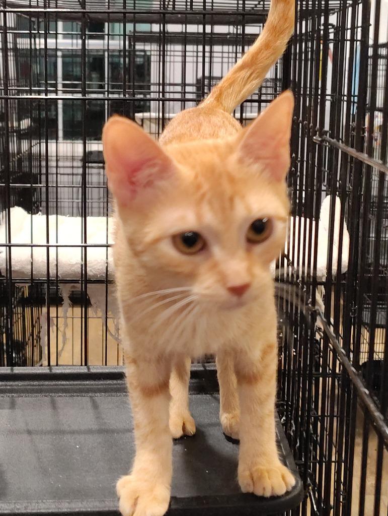 Sunshine, Adopted, Kitten Female Domestic Short Hair.