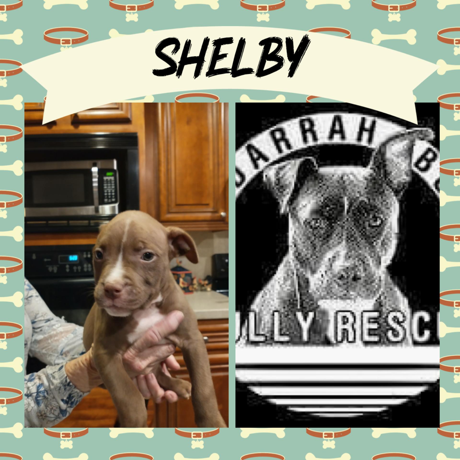 Shelby