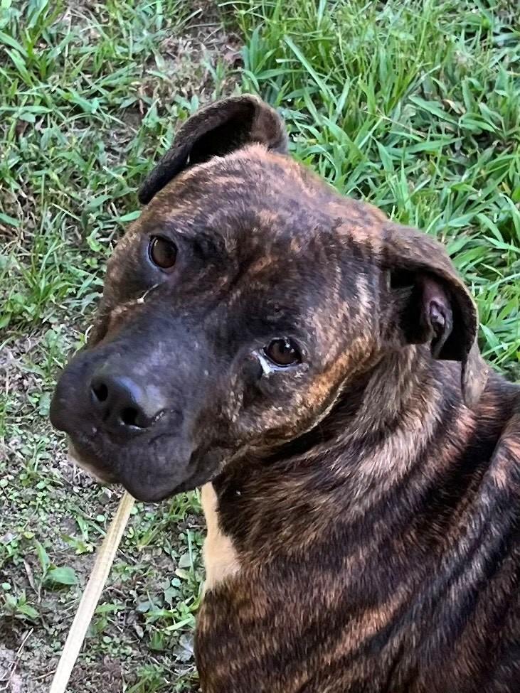 Mellie Sweet Gentle Wonderful Pup
