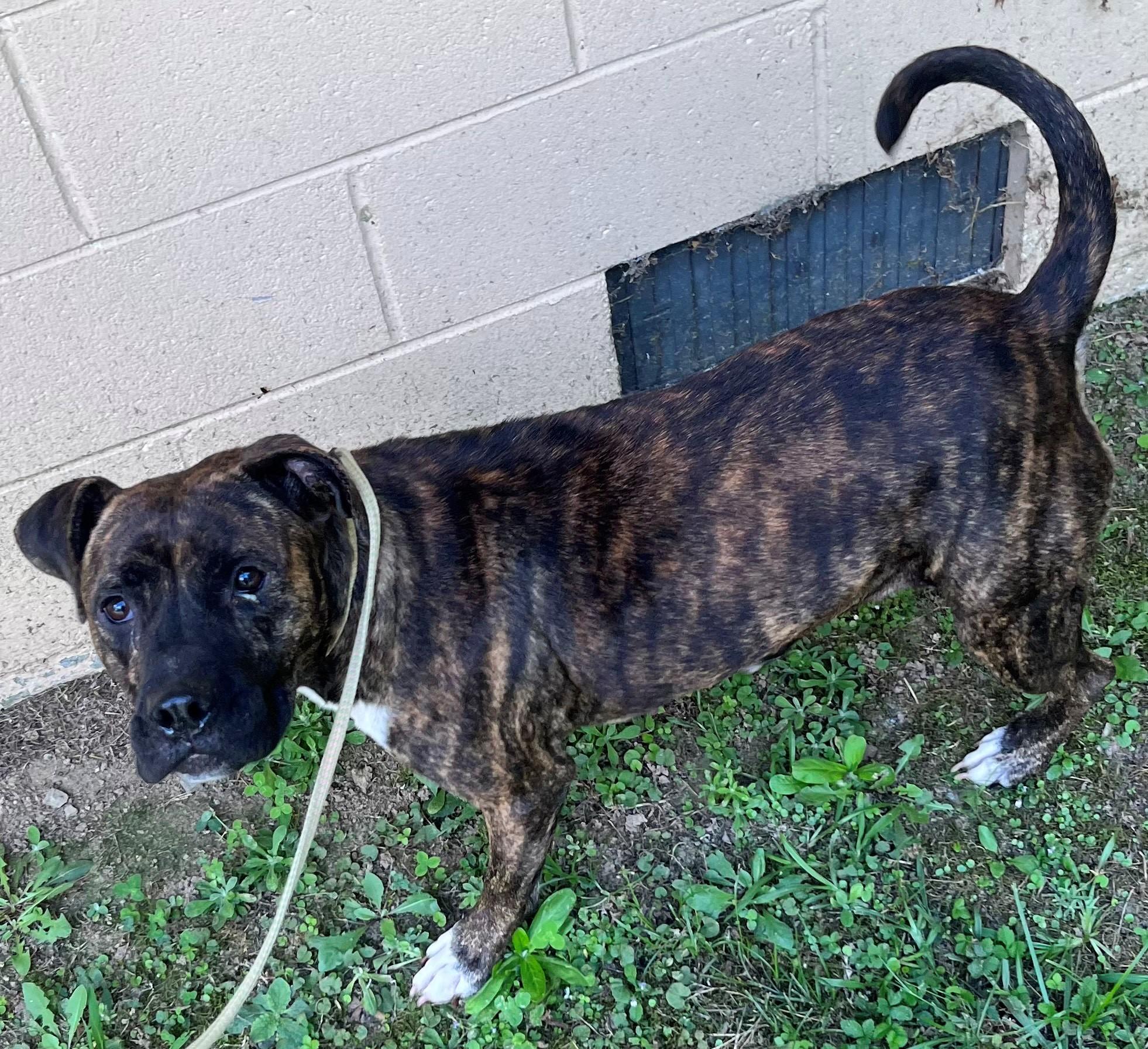 Mellie Sweet Gentle Wonderful Pup