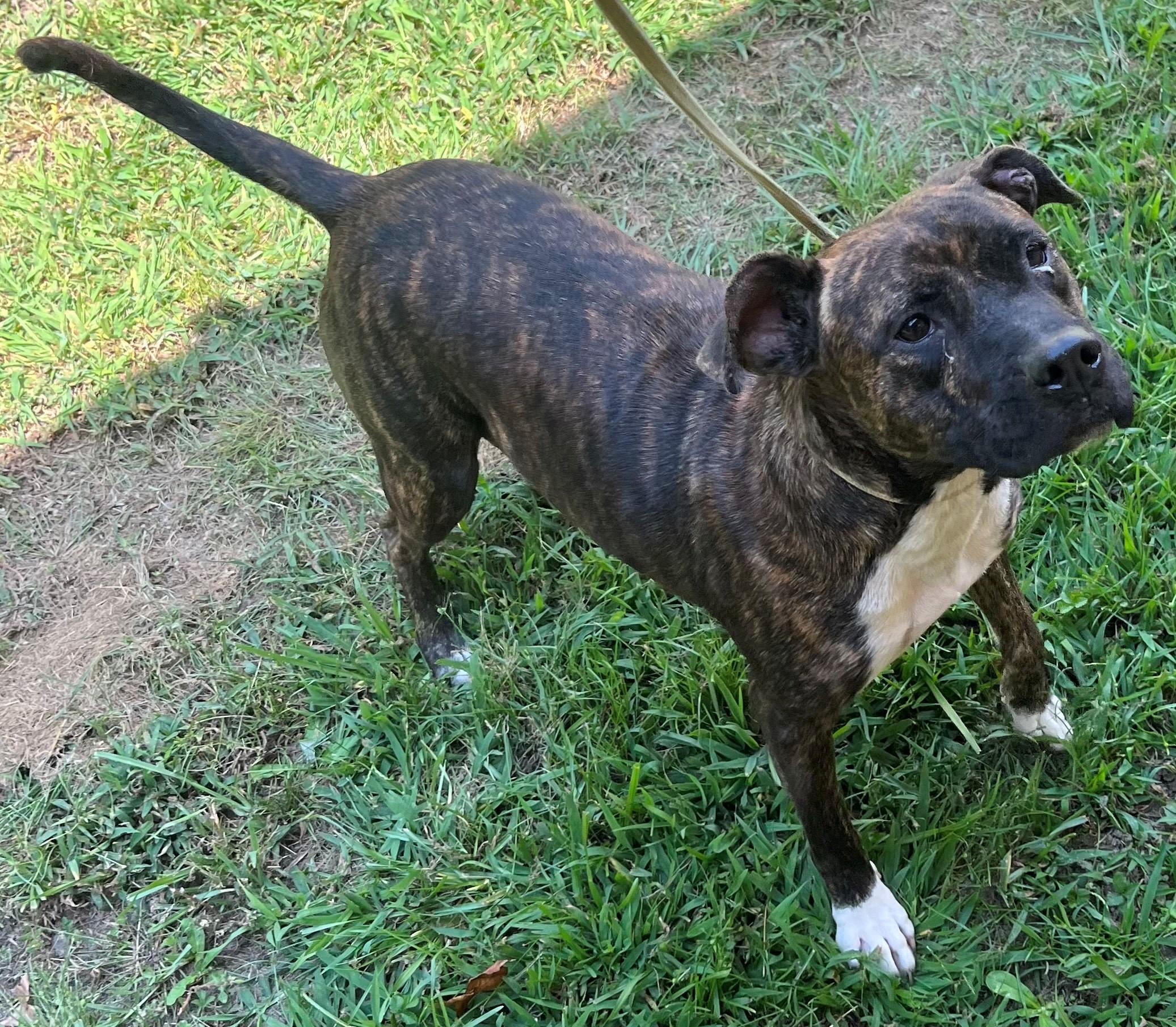 Mellie Sweet Gentle Wonderful Pup