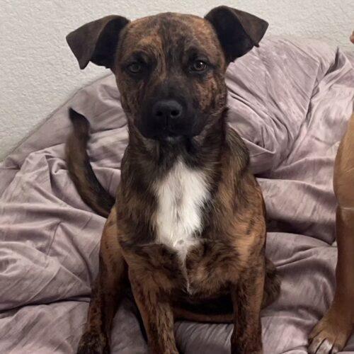 Enlarge CAKE, a Adoptable mixed breed in San Juan Capistrano, CA image 3/6