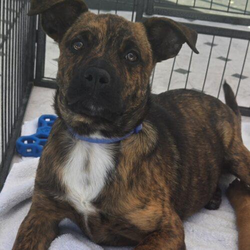 Enlarge CAKE, a Adoptable mixed breed in San Juan Capistrano, CA image 4/6