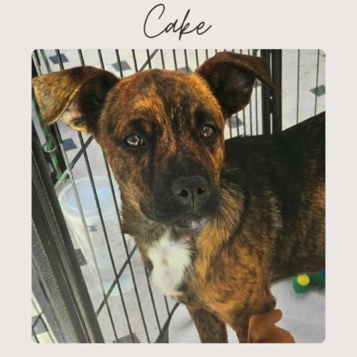 Enlarge CAKE, a Adoptable mixed breed in San Juan Capistrano, CA image 1/6