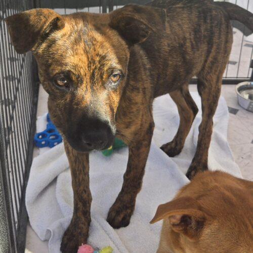 Enlarge CAKE, a Adoptable mixed breed in San Juan Capistrano, CA image 6/6