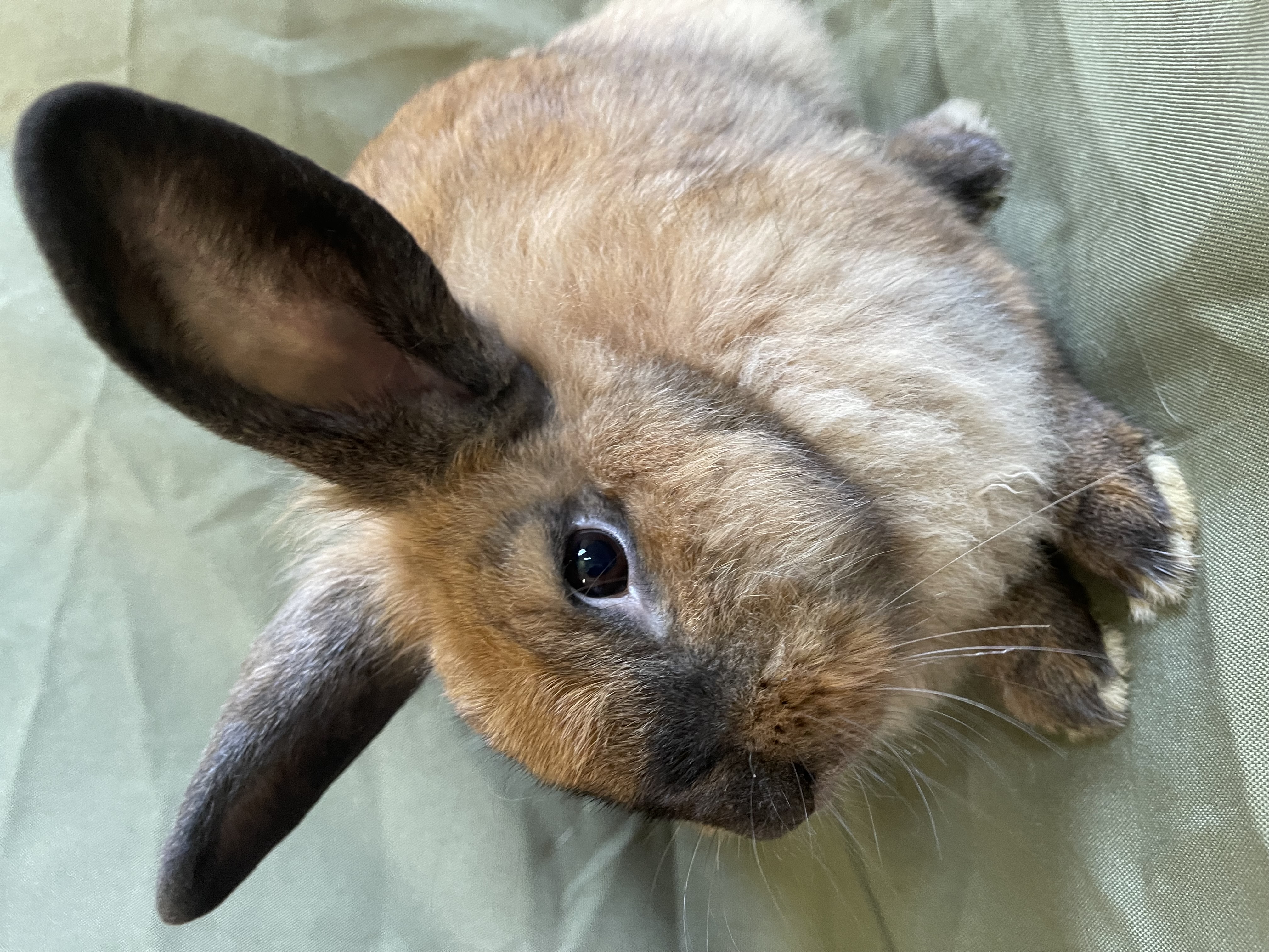 Enlarge Carmella, a Adoptable mixed breed in Birmingham, AL image 1/1