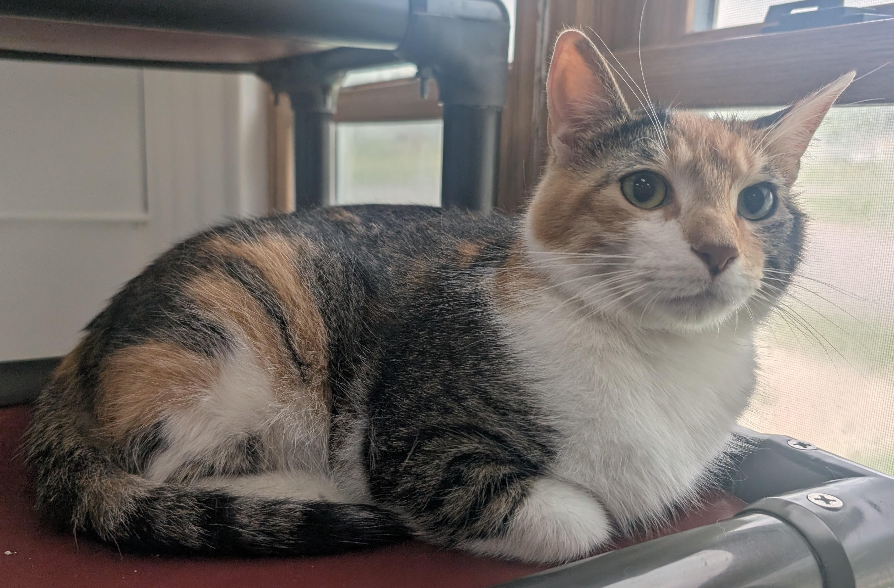 Enlarge Monet, an adopted Domestic Short Hair in New Ulm, MN image 1/1