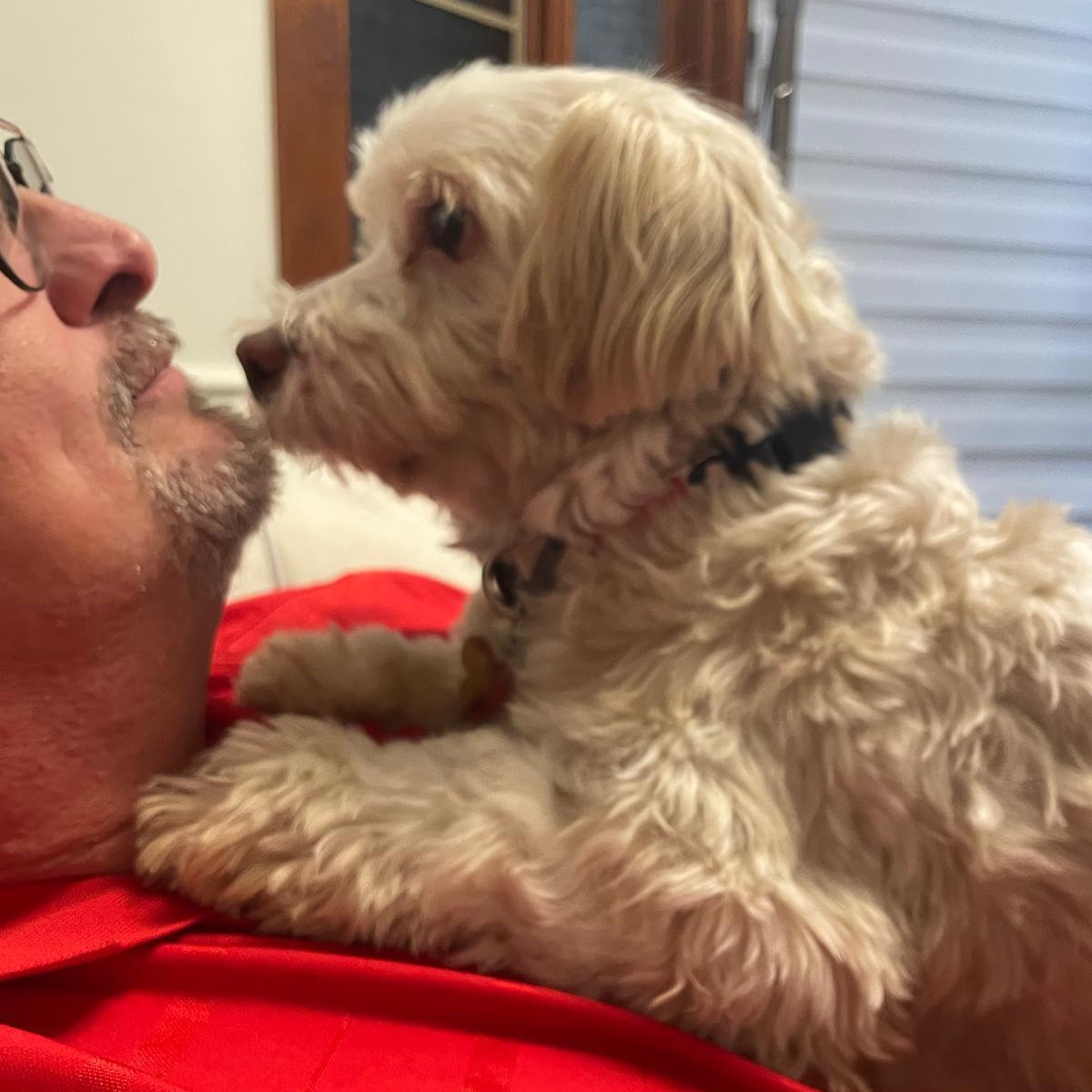 Enlarge Mr. Happy Oliver (Tics), a Adoptable mixed breed in Vaudreuil-Dorion, QC image 1/6