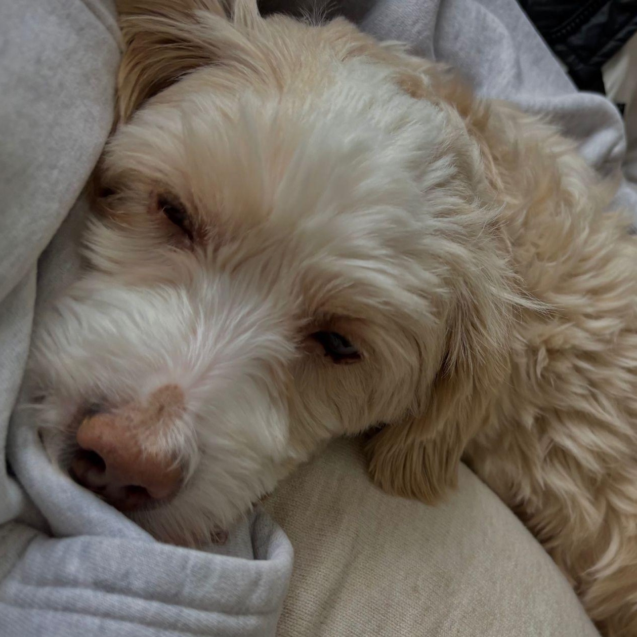 Enlarge Mr. Happy Oliver (Tics), a Adoptable mixed breed in Vaudreuil-Dorion, QC image 2/6