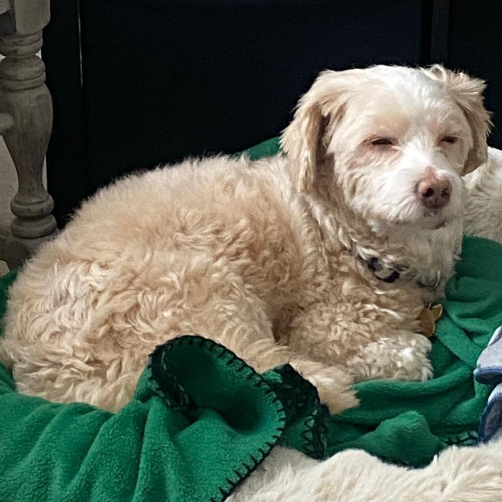 Enlarge Mr. Happy Oliver (Tics), a Adoptable mixed breed in Vaudreuil-Dorion, QC image 3/6