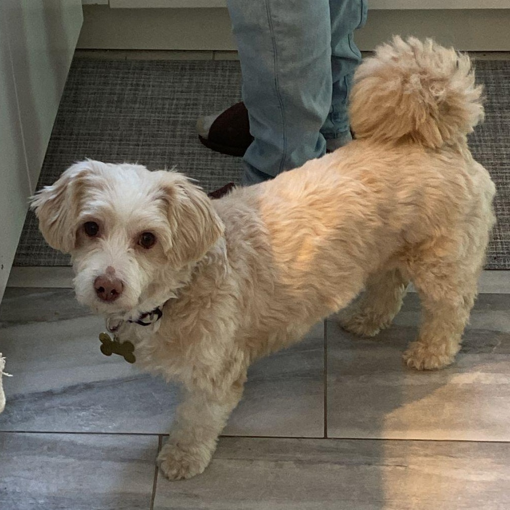 Enlarge Mr. Happy Oliver (Tics), a Adoptable mixed breed in Vaudreuil-Dorion, QC image 5/6