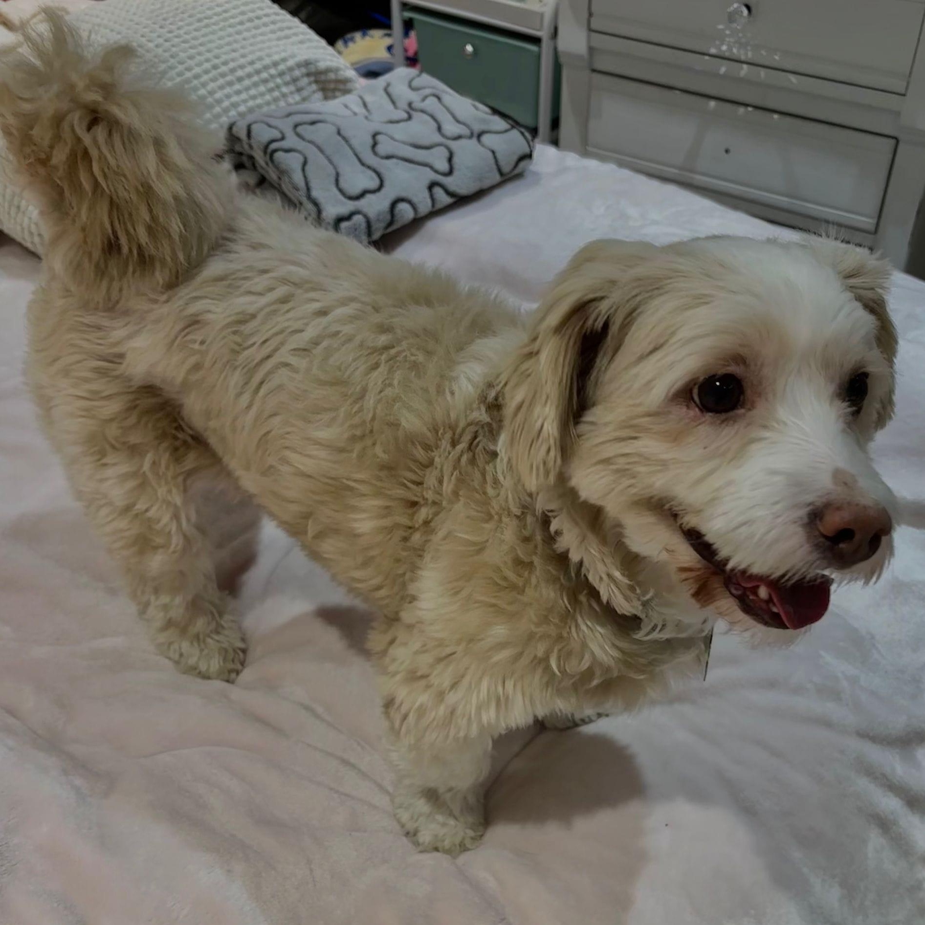 Enlarge Mr. Happy Oliver (Tics), a Adoptable mixed breed in Vaudreuil-Dorion, QC image 4/6