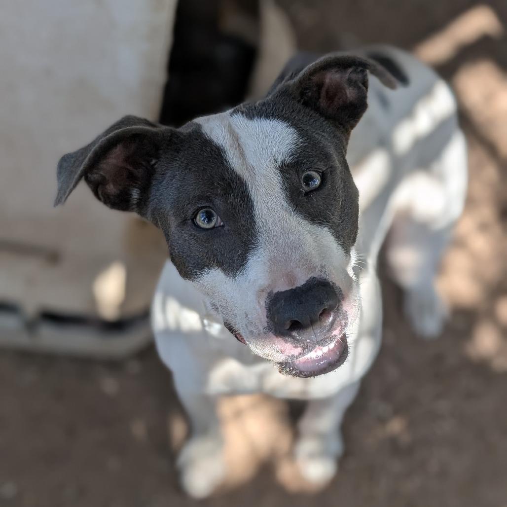 June, a Adoptable mixed breed in Buchanan Dam, TX image 1/4