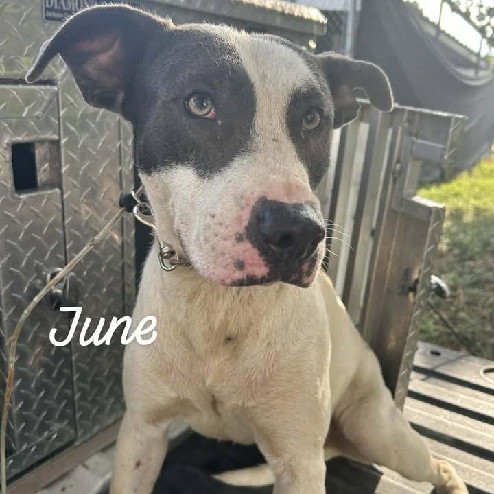 June, Adoptable, Adult Female Pit Bull Terrier & Mixed Breed.