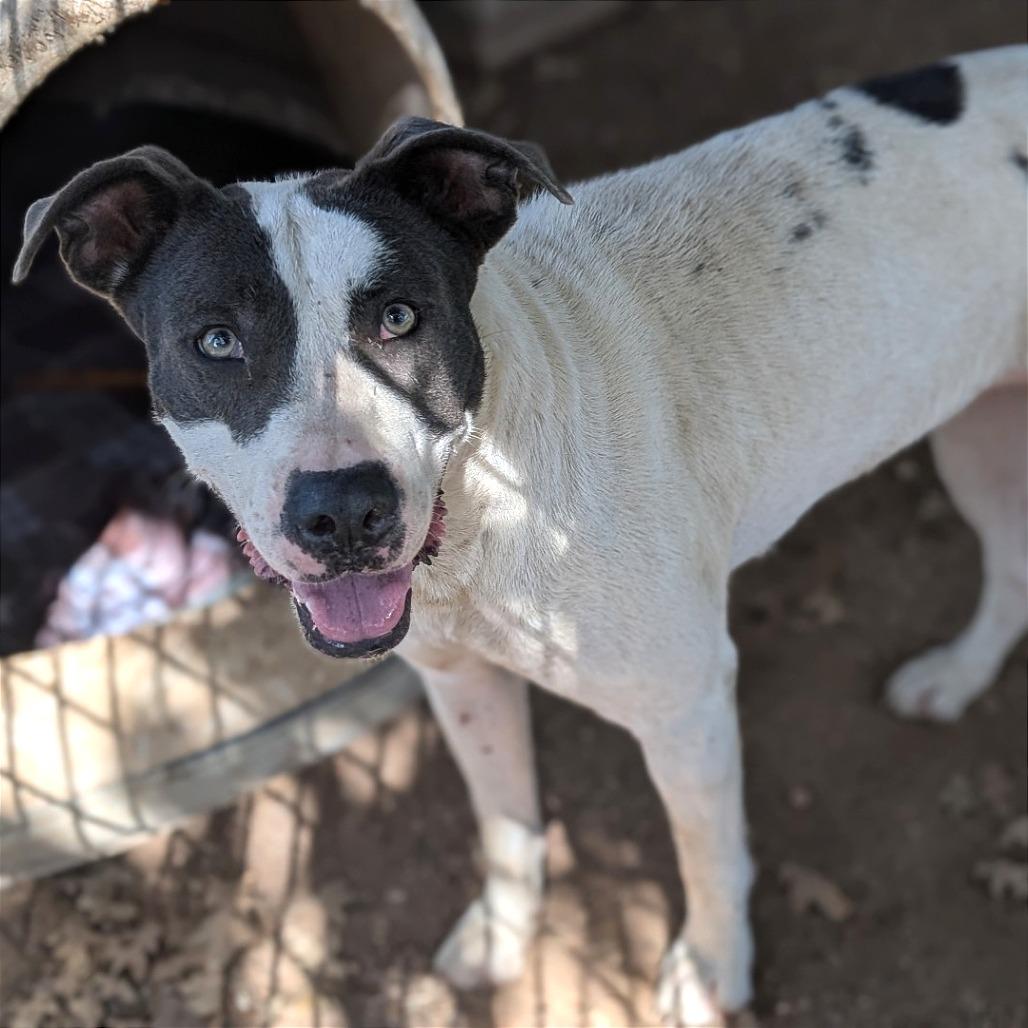 June, a Adoptable mixed breed in Buchanan Dam, TX image 2/2