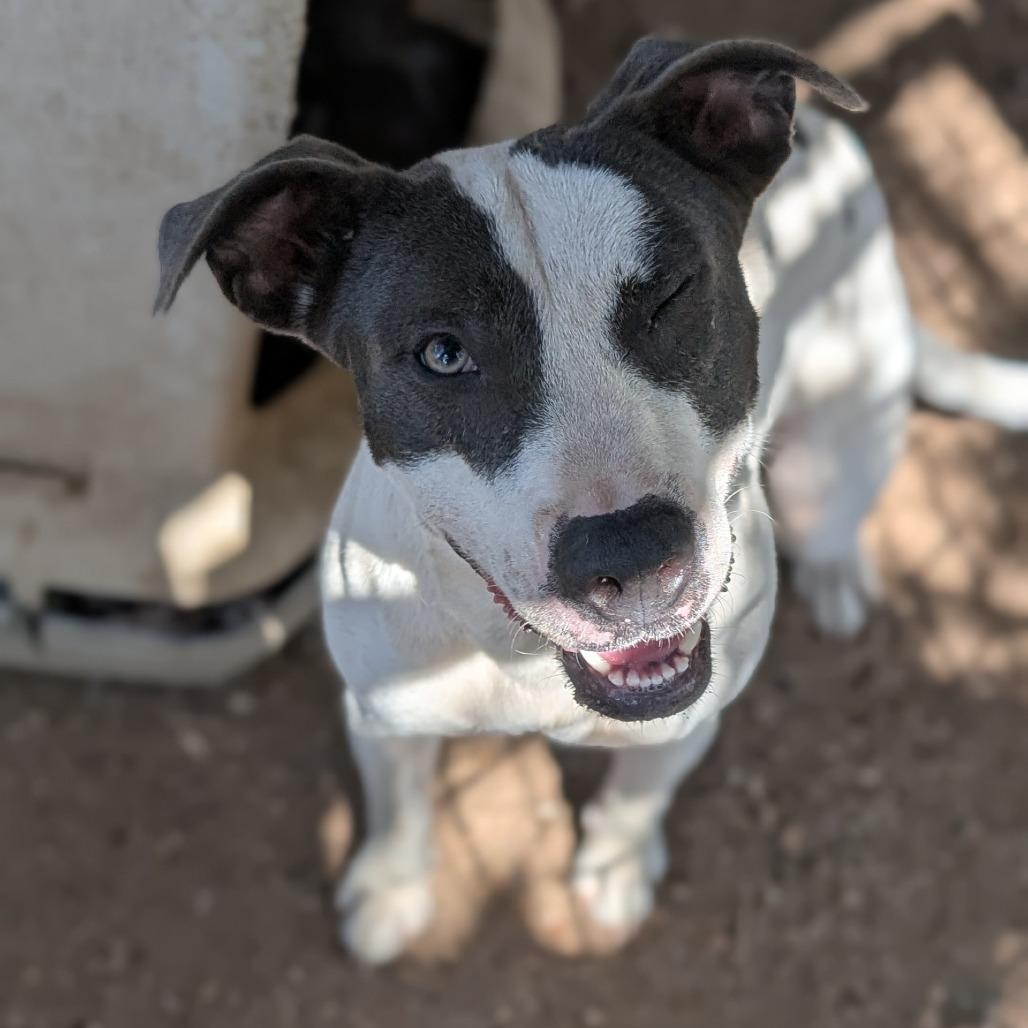 June, a Adoptable mixed breed in Buchanan Dam, TX image 4/4
