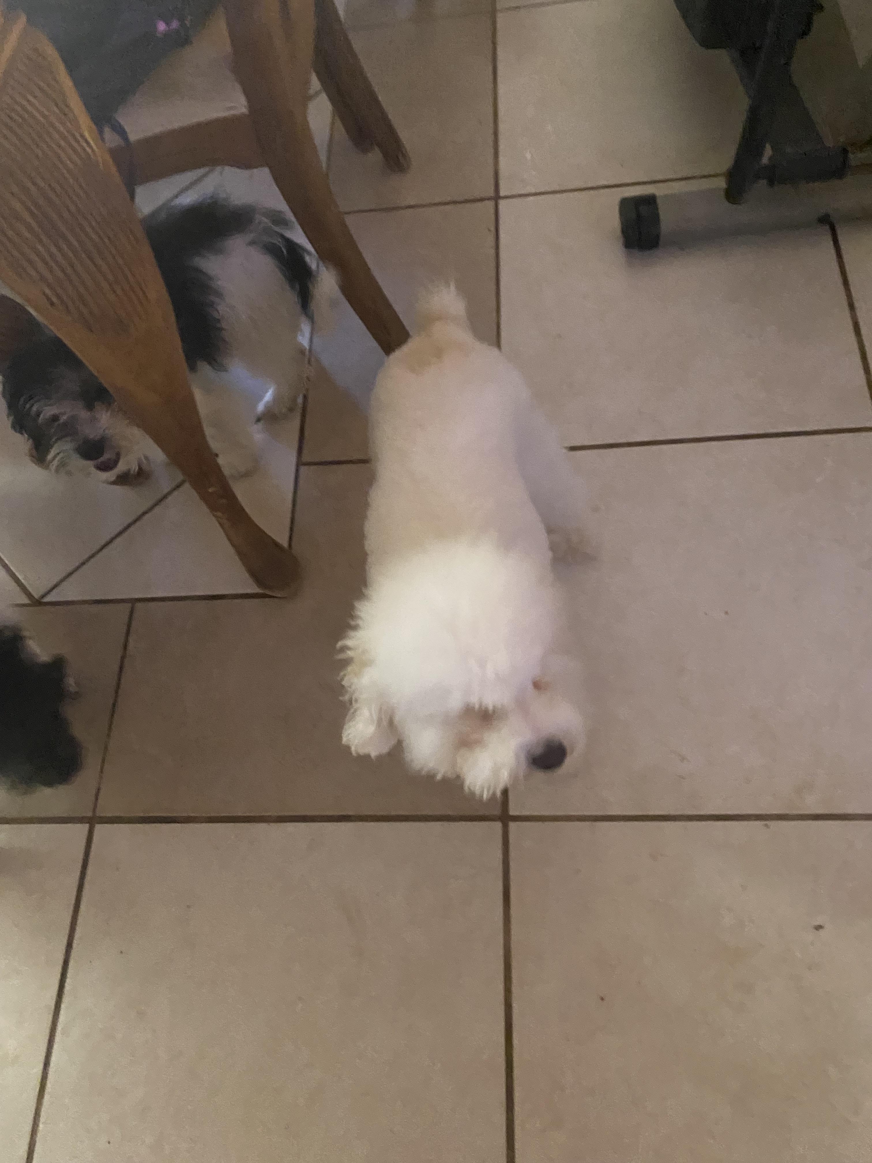 Enlarge Pearl , a ADOPTABLE Poodle (Toy) in Moreno Valley, CA image 4/4