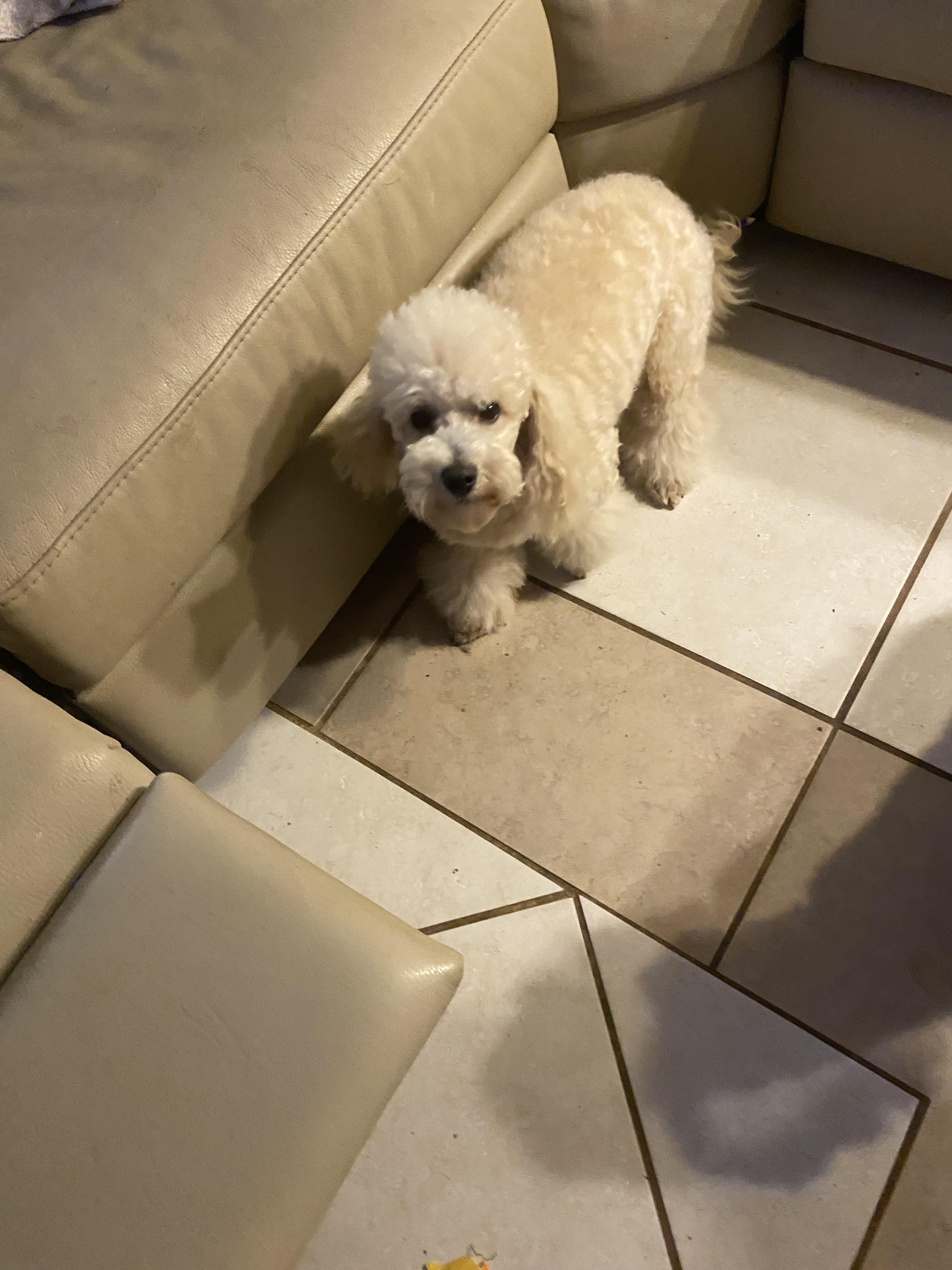 Enlarge Pearl , a ADOPTABLE Poodle (Toy) in Moreno Valley, CA image 1/4