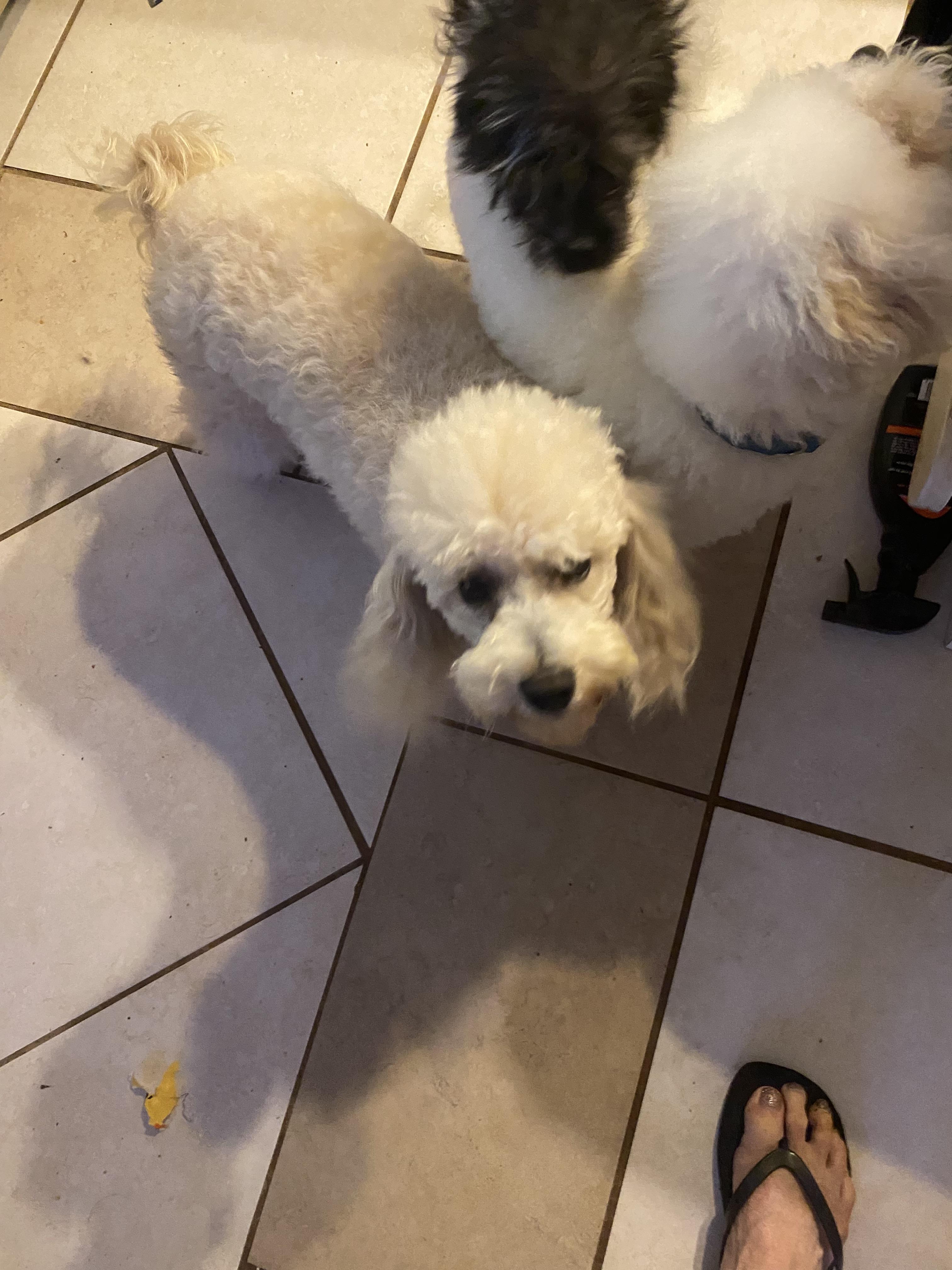 Enlarge Pearl , a ADOPTABLE Poodle (Toy) in Moreno Valley, CA image 3/4