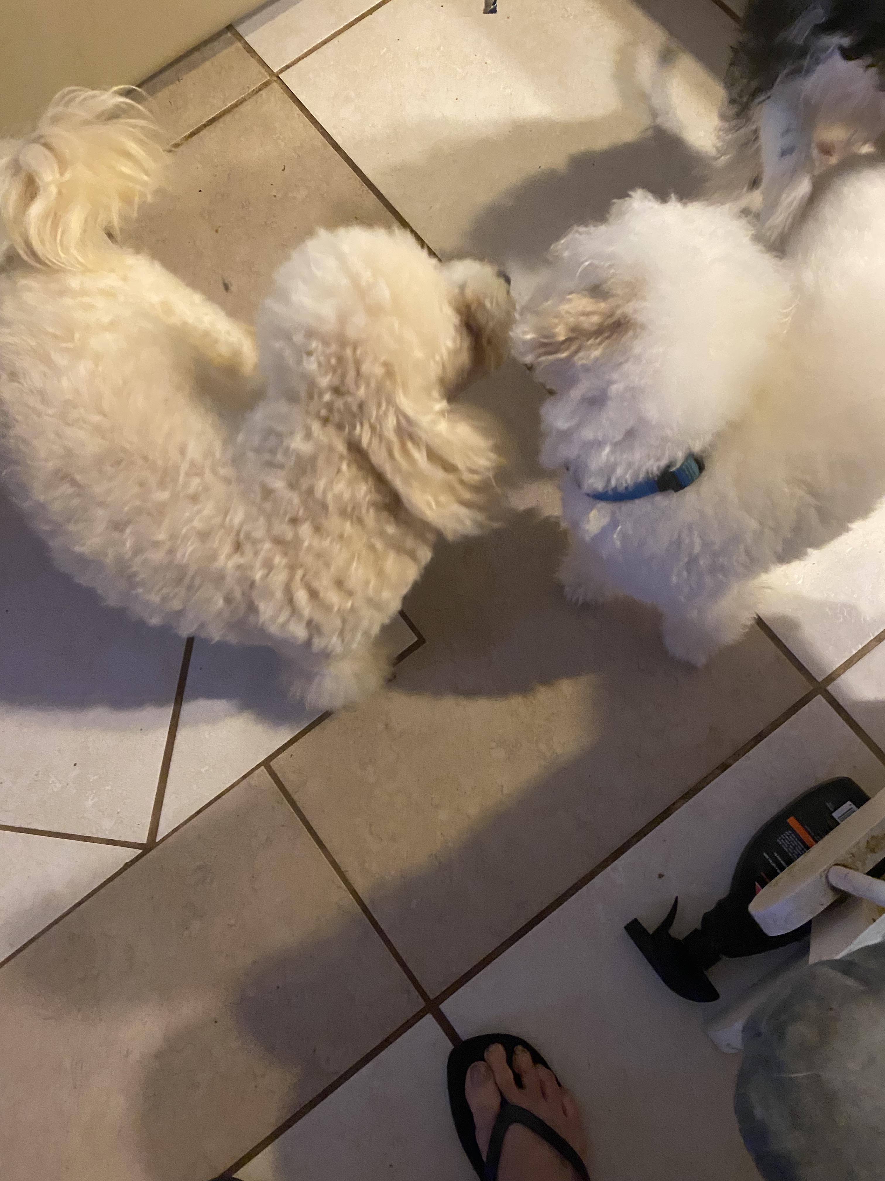 Enlarge Pearl , a ADOPTABLE Poodle (Toy) in Moreno Valley, CA image 2/4