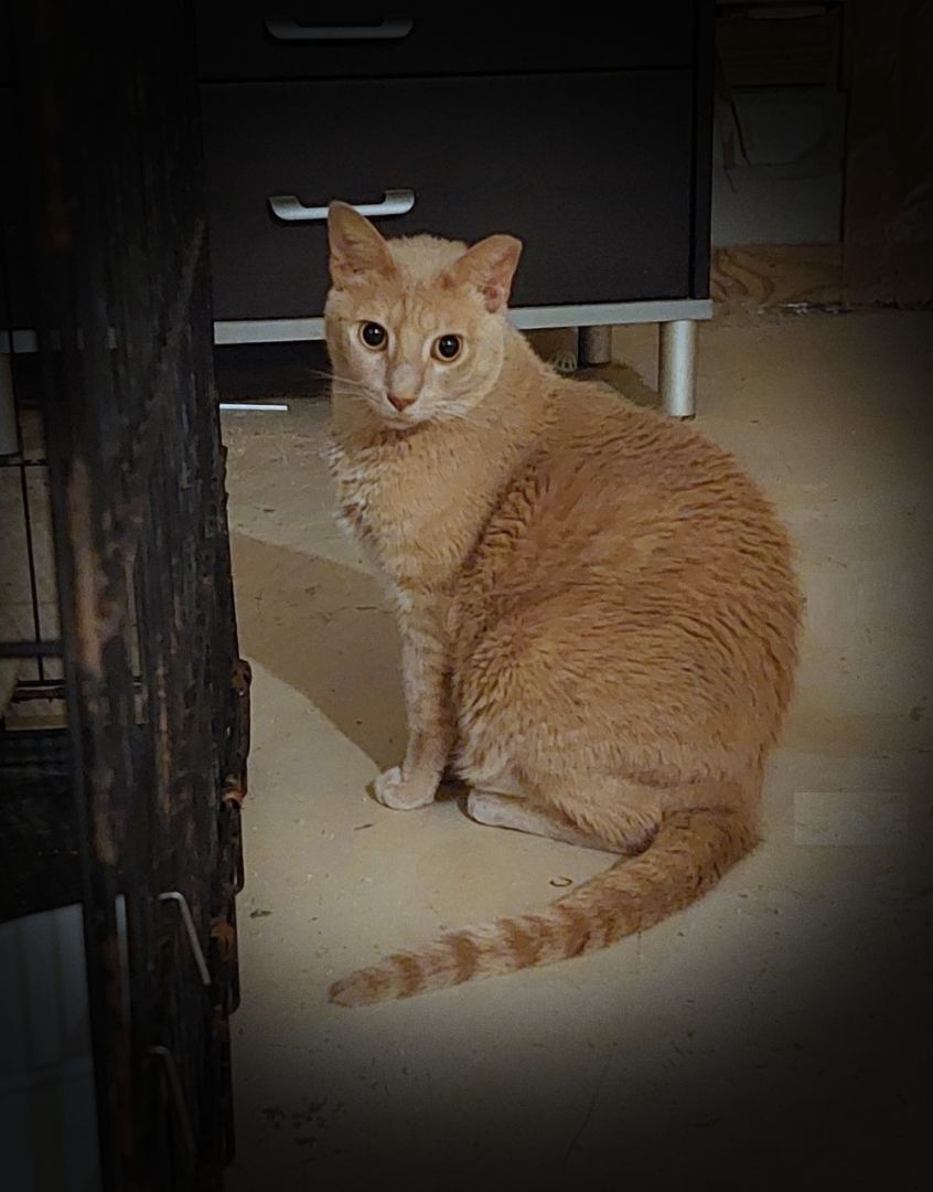 Sugar (w/Spice), a Adoptable Domestic Short Hair in Orange City, FL image 3/3