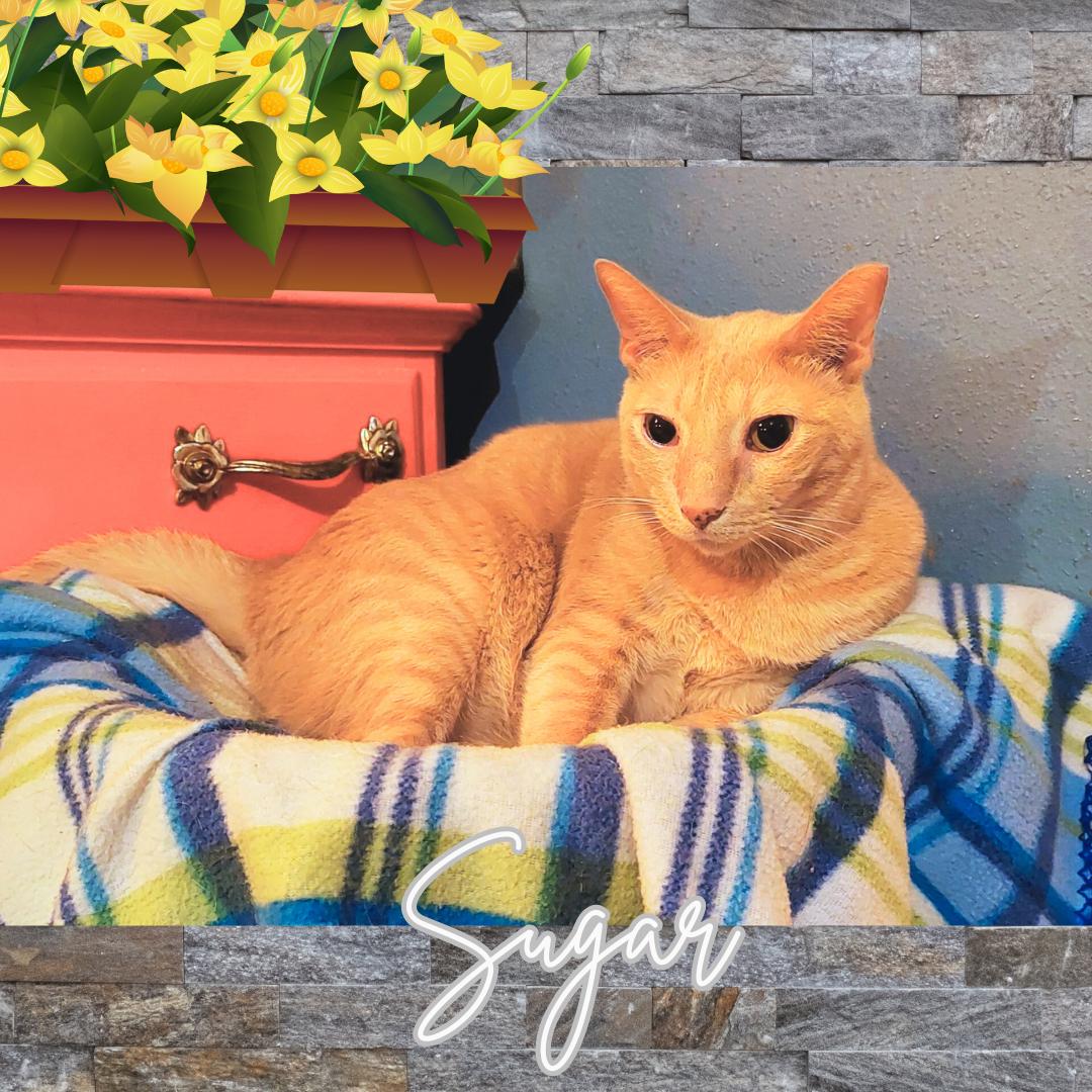 Sugar (w/Spice), a Adoptable Domestic Short Hair in Orange City, FL image 1/3