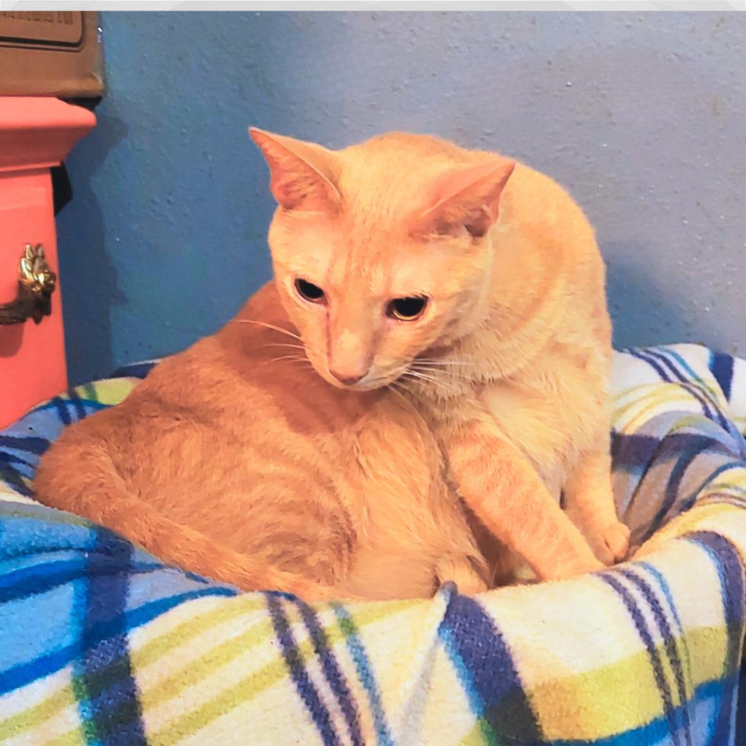 Sugar (w/Spice), a Adoptable Domestic Short Hair in Orange City, FL image 2/3