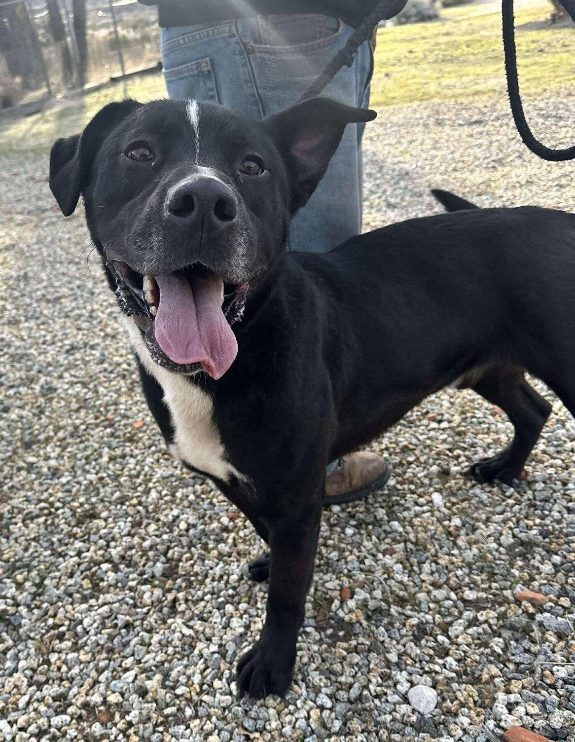 Enlarge Hank, a Adoptable mixed breed in Ventura, CA image 2/6