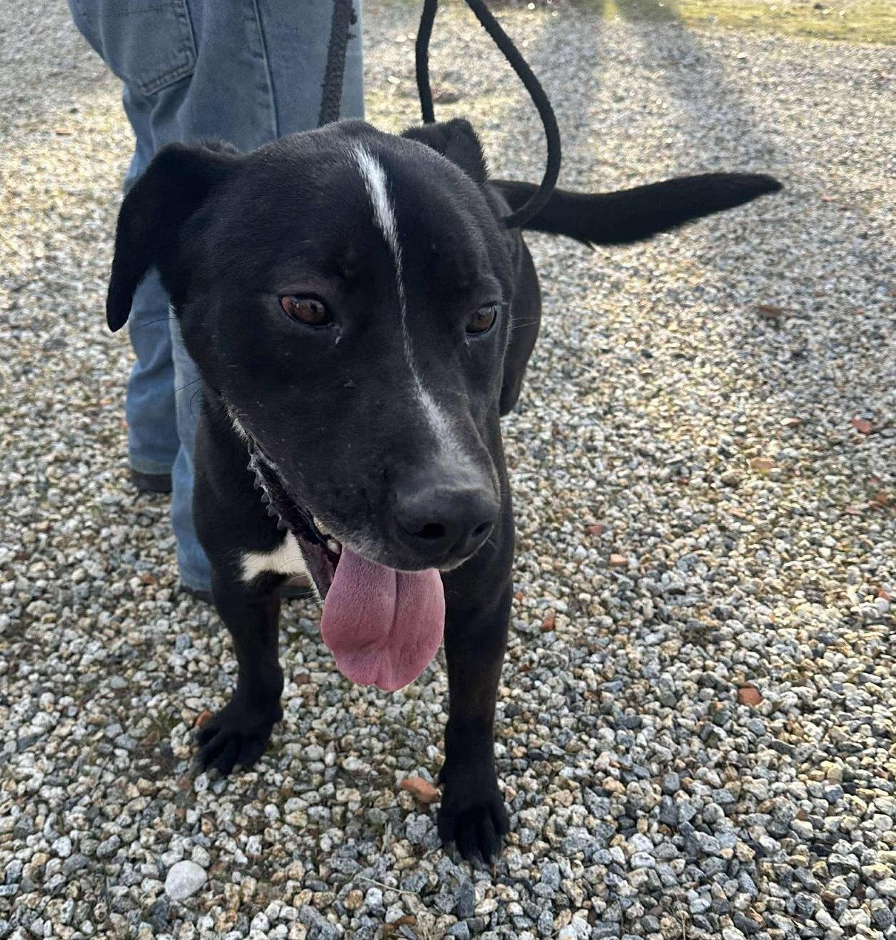 Enlarge Hank, a Adoptable mixed breed in Ventura, CA image 4/6