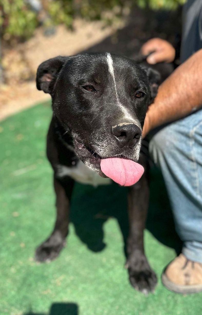 Hank, Adoptable, Adult Male Black Labrador Retriever & Pit Bull Terrier.