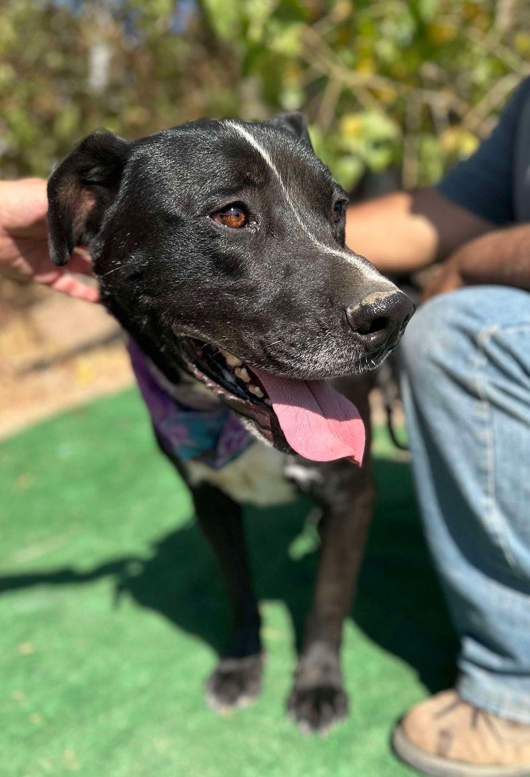 Enlarge Hank, a Adoptable mixed breed in Ventura, CA image 3/6